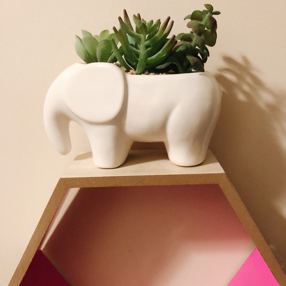 elephant succulent 🐘